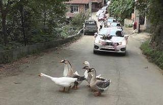 Rize’de düğün konvoyunun önünü bu kez ’Kazlar’...