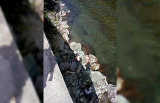 Rizeli Alper, yavru köpeği annesi ile buluşturmak...