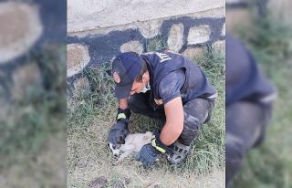 Rögara düşen yavru köpeği itfaiye ekipleri kurtardı