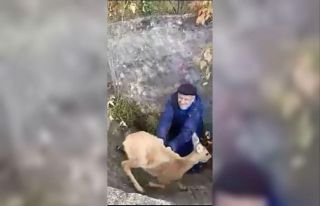 Rusya’da çukura düşen karacayı yaşlı çift...