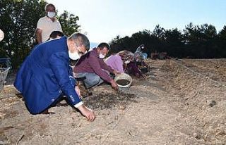 Safran ekimi devam ediyor