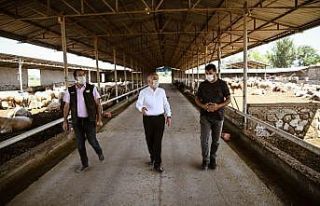 Şahin’den besi çiftliklerine ziyaret