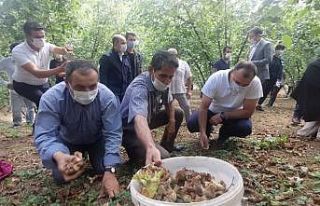 Sakarya Valisinden fındık toplarken gülümseten...