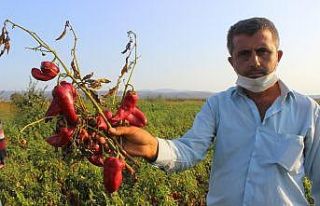 Salçalık biberler tarlada çürüyor