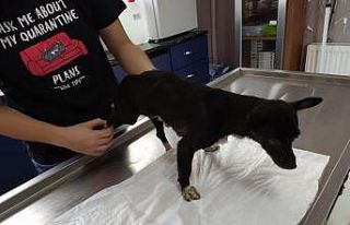 Saldırıya uğrayan köpek tedavi altına alındı