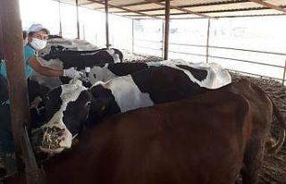 Salihli’de sonbahar şap aşılama kampanyası