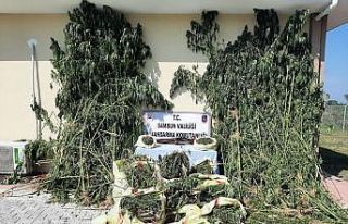Samsun’da 81 kilo esrar ve 2 bin 600 kök kenevir...