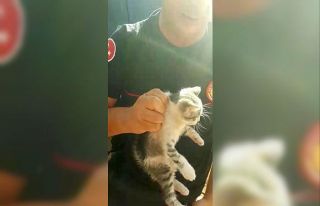 Sanatçı Sümer Ezgü’nün tatiline yaramaz kedi...