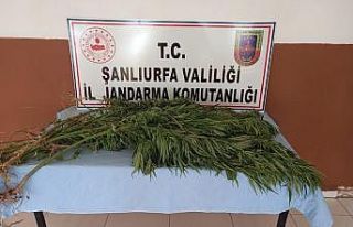 Şanlıurfa’da uyuşturucu operasyonu: 5 gözaltı