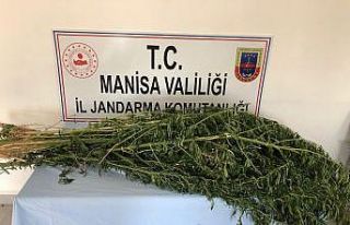 Sarıgöl’de uyuşturucu operasyonu