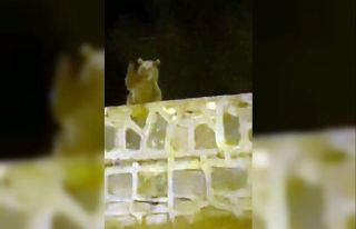 Sarıkamış’ta ayı vatandaşa el salladı