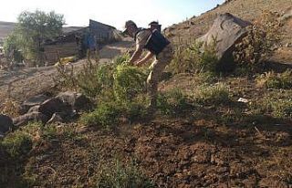 Sarıkamış’ta kenevir ele geçirildi