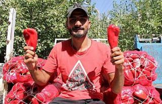 Şarkı söyleyerek sokak sokak salçalık biber satıyor