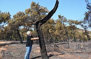 “Şefkatli eller” küle dönen ormanlık alanlara...
