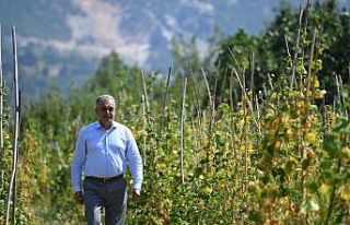 Şenlik iptal edildi,fasulyeler halka dağıtılacak