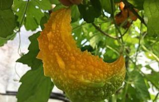 Serada yetiştirdikleri kudret narı için sipariş...