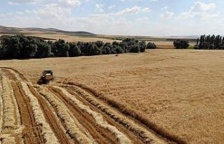 Sertifikalı tohum verimi yüzde 30 artırıyor