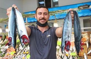 Sezon açıldı, tezgahlar palamut ile doldu