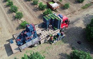Sıcak hava ve poyrazın vurduğu limonda buruk hasat