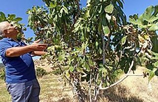 Sıcaklıklar incirin rekolte ve kalitesini etkiledi