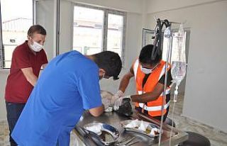 Siirt Belediyesi sokak hayvanlarına sahip çıkıyor