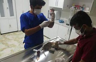 Siirt’te belediye ekipleri yaralı kediyi sağlığına...