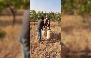 Siirt’te fıstık çaldıkları tespit edilen 11...