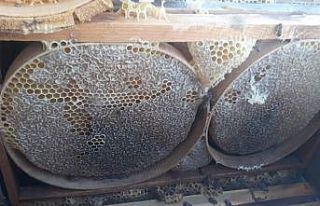 Siirt’te korona virüs kekik bal satışlarını...
