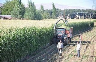 Silajlık mısır eken çiftçinin yüzü gülüyor