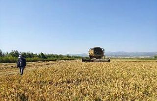 Silifke’de damlama sulama ile üretilen çeltiğin...