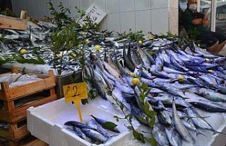 Sinop’ta palamut 2 lira