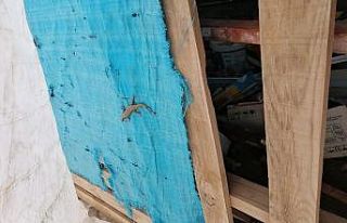 Şırnak’ta çift kuyruklu benekli kertenkele görüntülendi