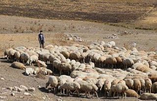 Sivas’ta hedef 1 milyon Kangal Akkaraman koyunu