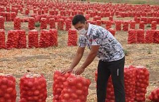 Soğan tarlasından milli takıma