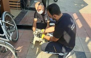 Sokak hayvanları sağlık kontrolünden geçiriliyor