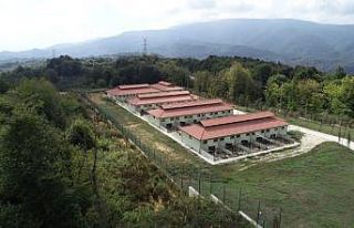 Sokak hayvanlarının tedavileri merkezde yapılıyor