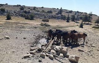 Spil Milli Parkı’ndaki yaban hayatı için seferber...
