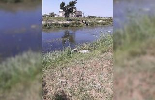 Sulama kanalına düşen eşeği itfaiye kurtardı