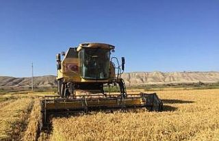 Sungurlu’da çeltik hasadı başladı