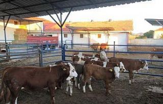 Suni tohumlamayla etçi melezi buzağılar yetiştiriliyor