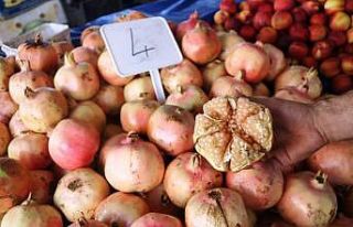 Suruç narı tezgahlardaki yerini aldı