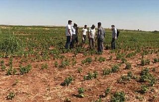 Suruç Ovası’nda alternatif ürün bereketi
