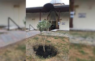 Tarihi caminin bahçesine zeytin fidanları dikildi
