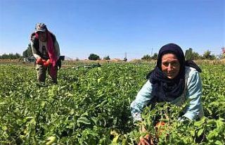 Tarlada 1 lira olan sofralık domates 4 katı fiyatla...