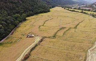 Tarladan mutfağa uzanan pirinçte hasat başladı