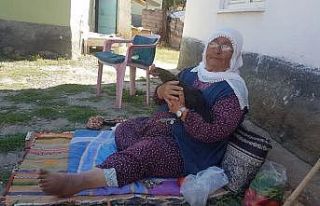 Tavukları ağzı ile besliyor