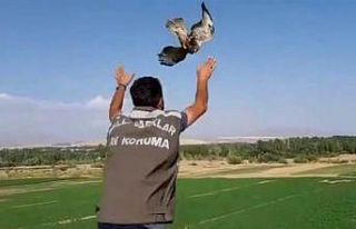 Tedavileri tamamlanan kuşlar doğaya bırakıldı