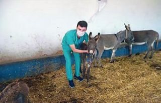 Tedavisi tamamlanan 3 eşek Bursa’ya gönderildi