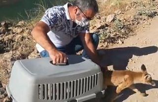 Tedavisi yapılan tilki doğaya salındı