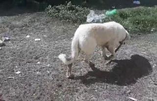Tellere sıkışan köpek itfaiye ekiplerince kurtarıldı